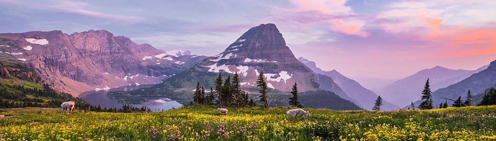 Mountain and wildflowers at sunset